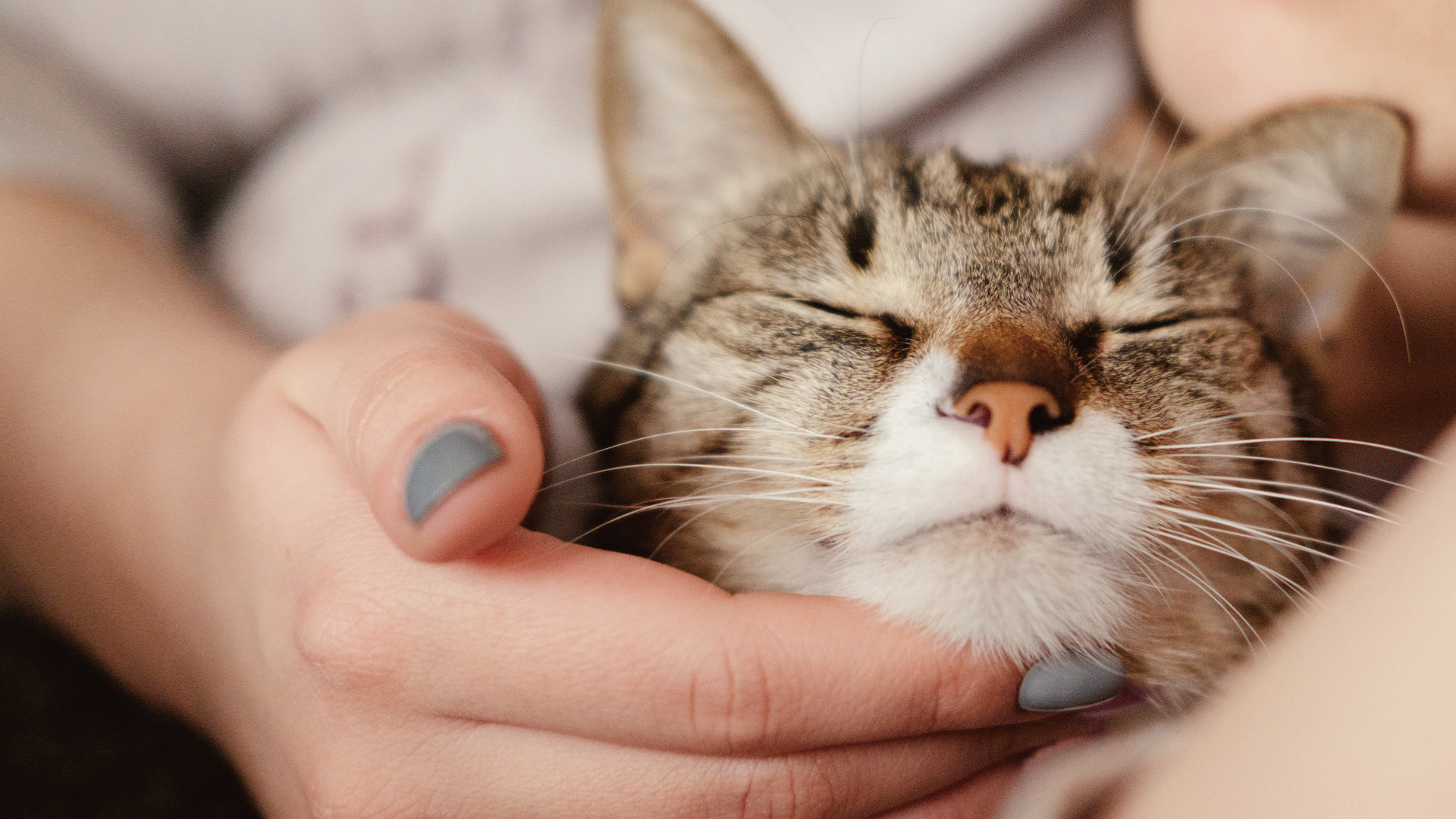 Whisker Fatigue in Cats