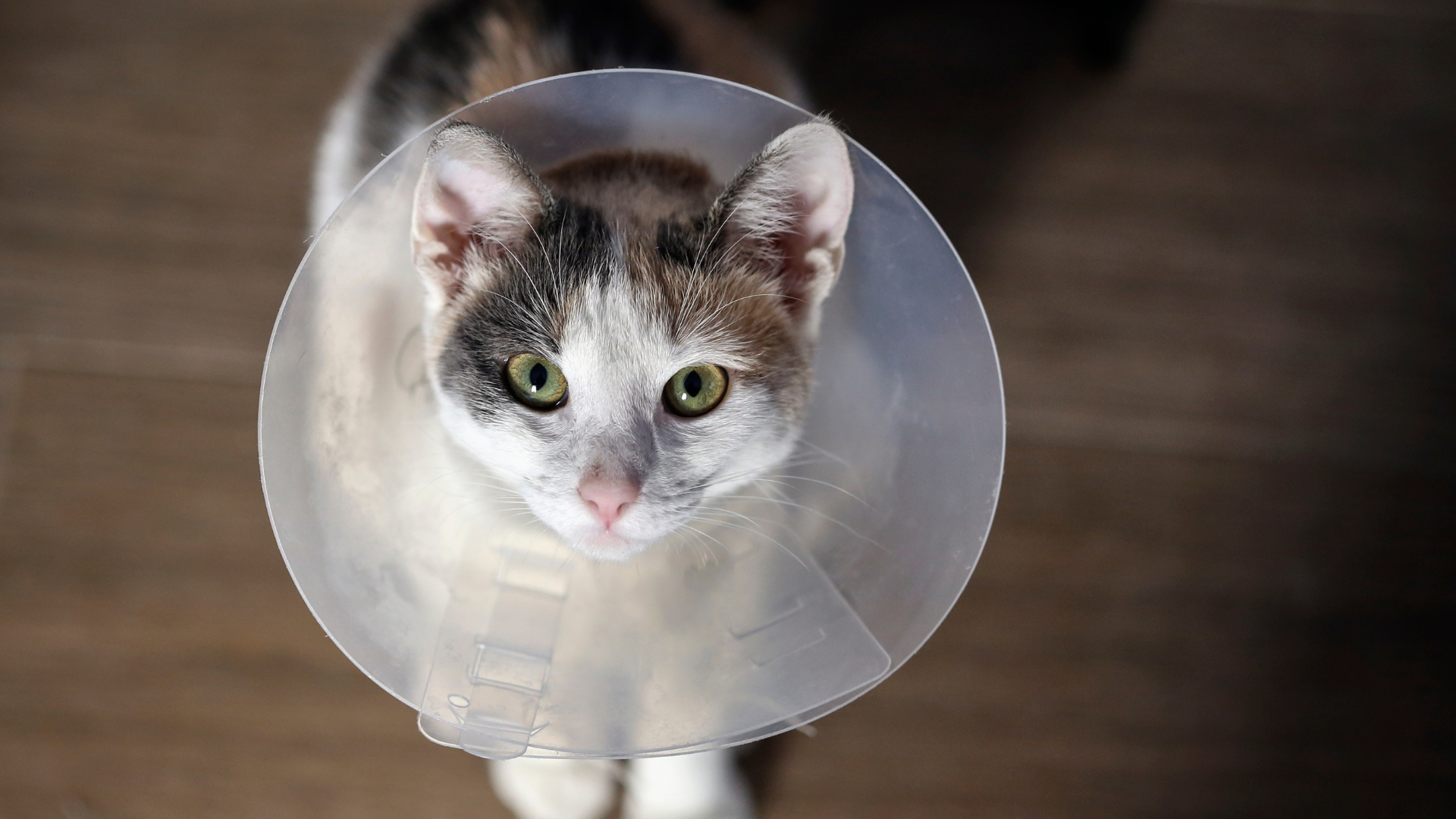 Should you neuter your cat?