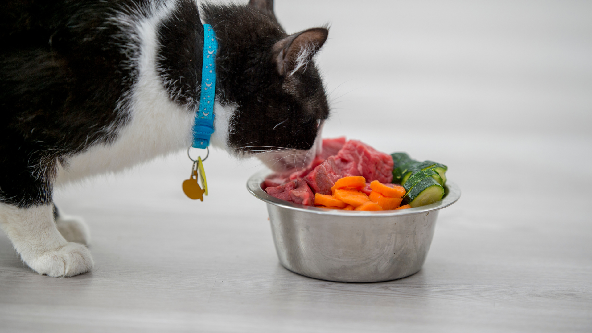 Human foods great for cats