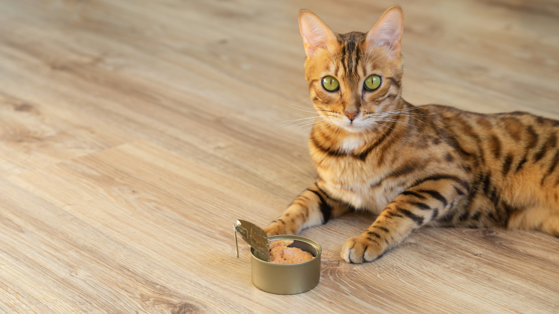 Why Cats Prefer Room Temperature Food?